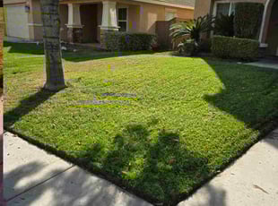 Lucille D.'s grass maintenance service result