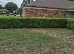 Breanna T.'s Bush Trimming service result