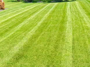 Sheeka R.'s lawn service service result