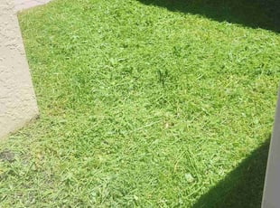 Estelle J.'s lawn care service result