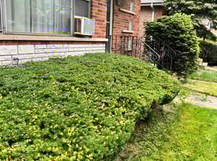 Ben K.'s Bush Trimming service result