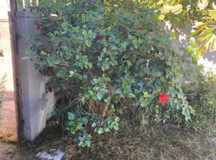 Dave T.'s grass cutting service result