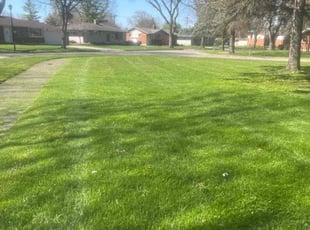 Frank M.'s Leaf Removal service result