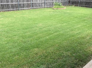 Tyler B.'s grass cutting service result