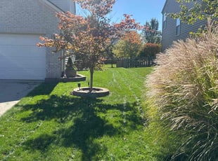 Jason C.'s grass maintenance service result