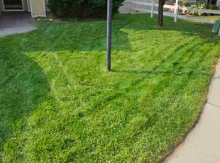 Michelle H.'s lawn care services service result