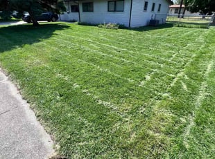 Kathy P.'s grass maintenance service result