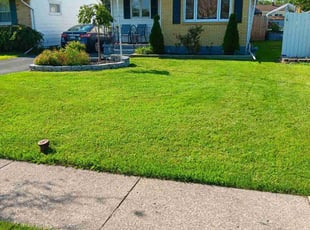 Vincent C.'s turf care service result
