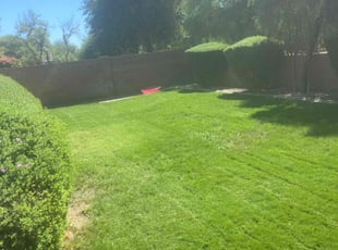 Jacqui C.'s lawn maintenance service result