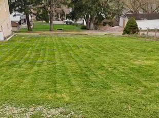 Harry H.'s grass maintenance service result