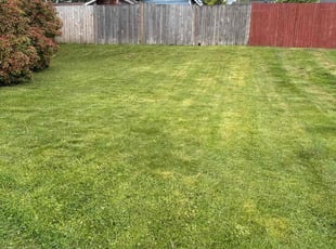 Susan S.'s turf care service result