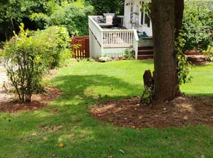 Tra C.'s grass cutting service result