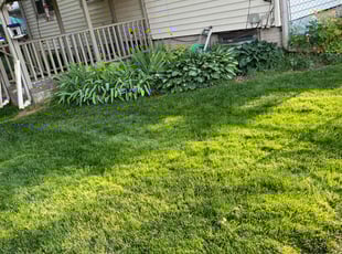 Kelsey H.'s lawn care service result
