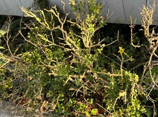 Naida C.'s Bush Trimming service result