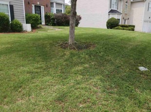 James F.'s grass cutting service result