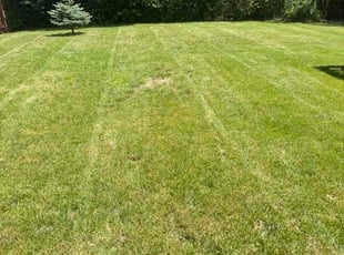 Tracey C.'s turf care service result
