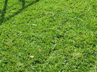 Michael K.'s lawn maintenance service result