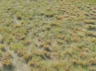 Mike P.'s grass cutting service result