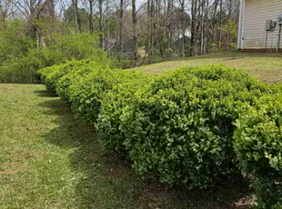 Vinay V.'s grass maintenance service result