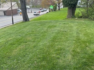 Dean Y.'s lawn service service result