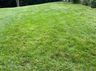 Sheila T.'s lawn care service result