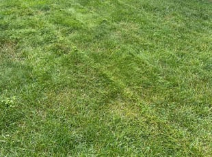 JaShaun C.'s lawn care services service result