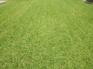 Dominique C.'s grass cutting service result
