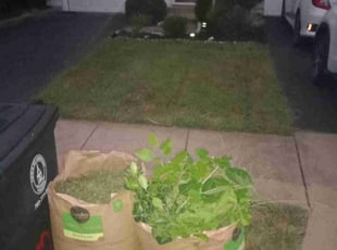 Phyllis C.'s Bush Trimming service result