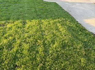 Juanita M.'s grass maintenance service result