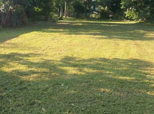 Matthew L.'s lawn service service result