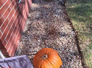 Nico S.'s Flower Bed Weeding service result