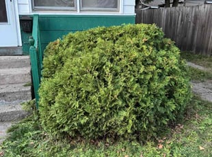 Stacie G.'s Bush Trimming service result