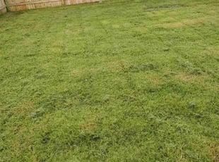 Teresa S.'s grass maintenance service result