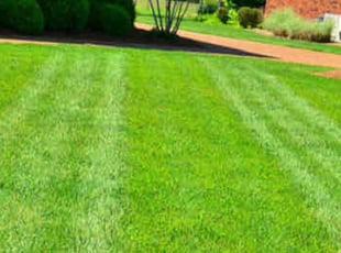 Lea D.'s turf care service result