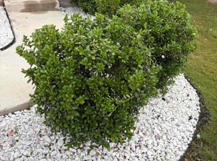Alita T.'s Bush Trimming service result