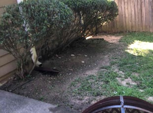 Carrie F.'s Bush Trimming service result