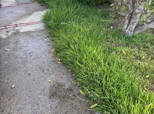 Tina B.'s turf care service result