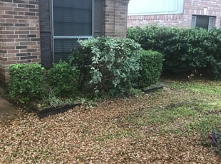 James S.'s Bush Trimming service result
