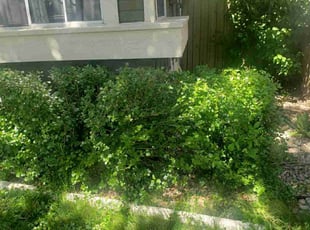 Michele A.'s Bush Trimming service result
