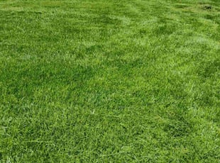 Colleen C.'s lawn maintenance service result
