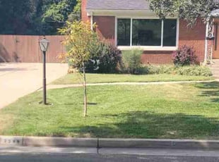 Rose A.'s lawn service service result