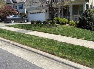 Tamara W.'s turf care service result