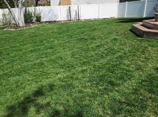 Mindi R.'s turf care service result
