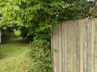 Maria B.'s Bush Trimming service result