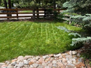 Michael B.'s turf maintenance service result
