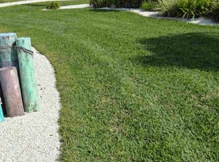 Frank P.'s turf care service result