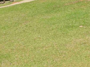 Brenda K.'s lawn care service result