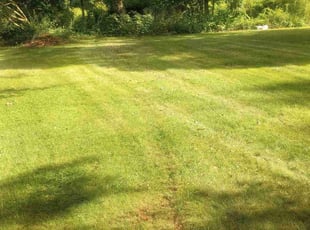 Jean S.'s grass cutting service result