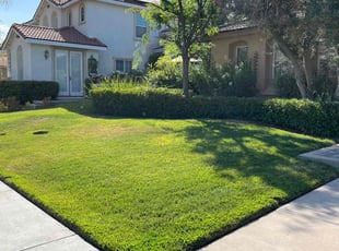 Patricia C.'s grass maintenance service result