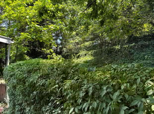 Brandy P.'s Bush Trimming service result